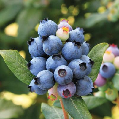 Vaccinium x Bushel and Berry™ 'Perpetua'