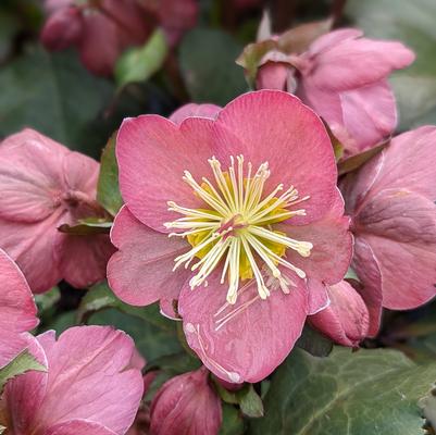 Helleborus x Frostkiss® 'Cheryl's Shine'