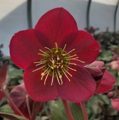 Helleborus x Frostkiss® Bayli's Blush®