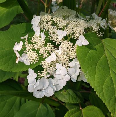 Hydrangea arborescens Haas' Halo