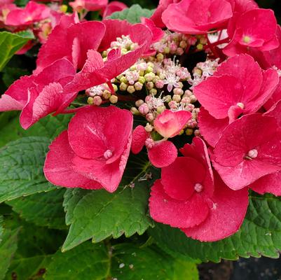 Hydrangea mac. Cherry Explosion™