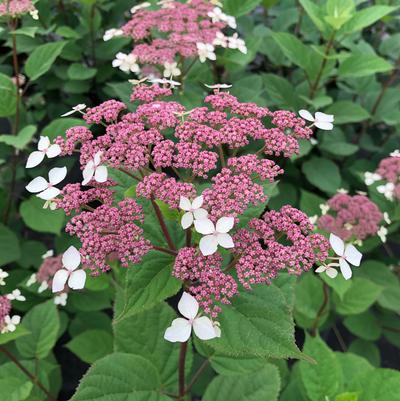 Hydrangea arborescens subsp. radiata Invincibelle Lace®