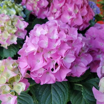 Hydrangea mac. 'Early Rosa'