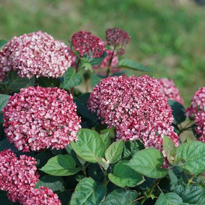 Hydrangea arborescens Invincibelle Garnetta®