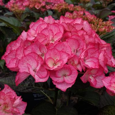 Hydrangea mac. 'Firefly'