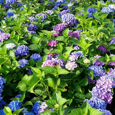 Hydrangea mac. Blue Sunset