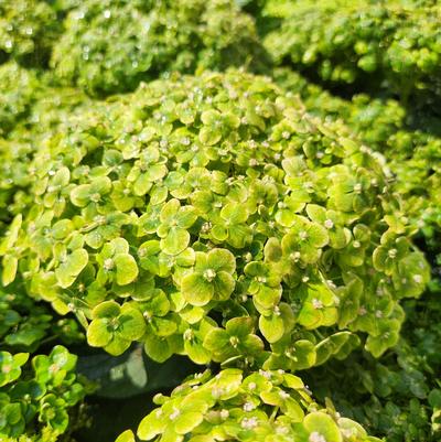 Hydrangea arborescens Invincibelle Sublime™