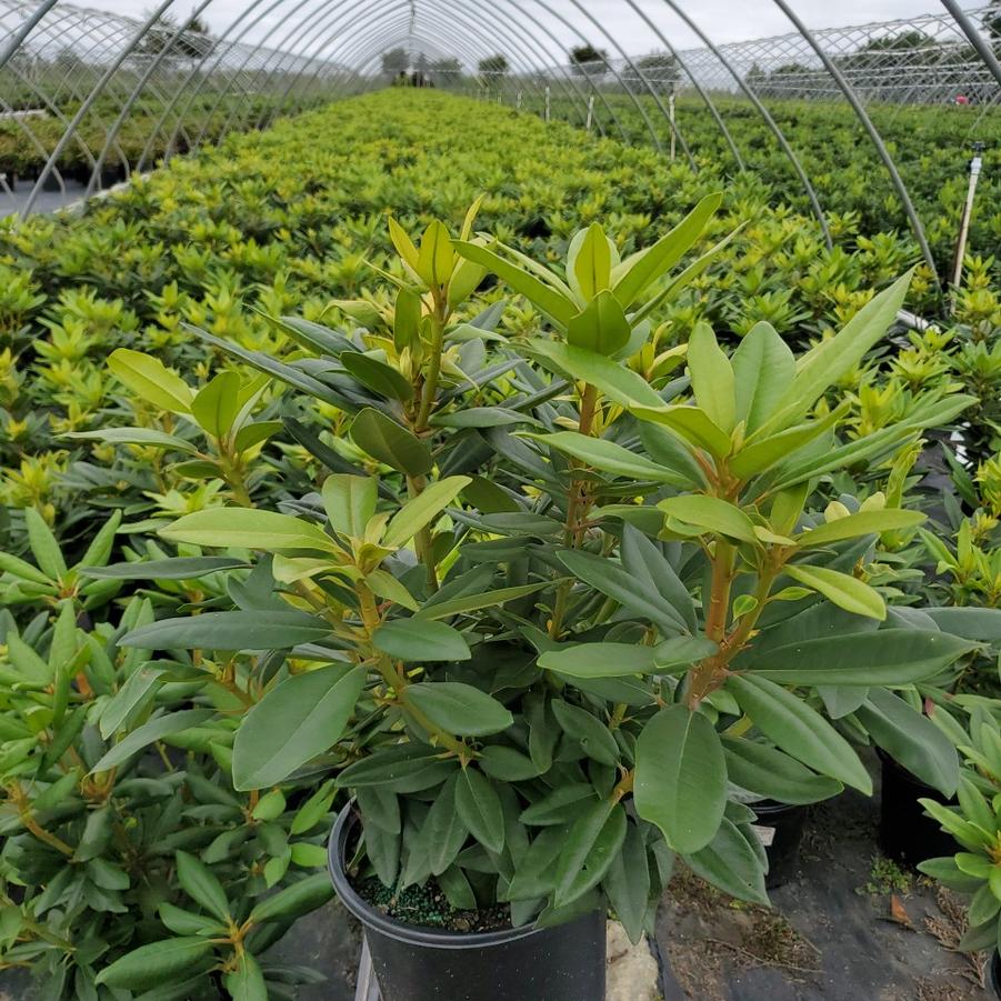 Rhododendron 'Purple Passion'