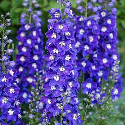 Delphinium Delgenius™ 'Blue Fabulosa'