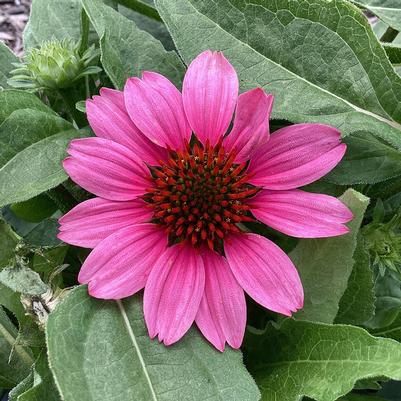 Echinacea x Sunmagic Vintage Pink