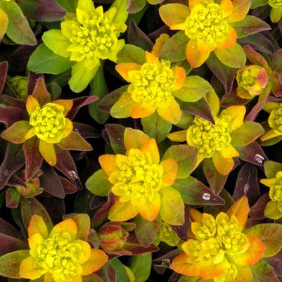 Euphorbia polychroma 'Bonfire'