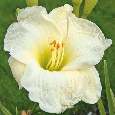 Hemerocallis 'Gentle Shepherd'