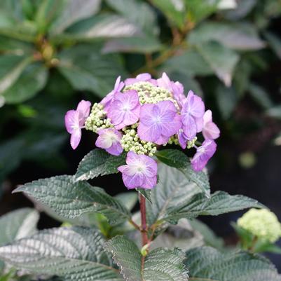 Hydrangea serrata Tuff Stuff Top Fun™