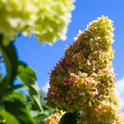 Hydrangea paniculata Dragon Baby™