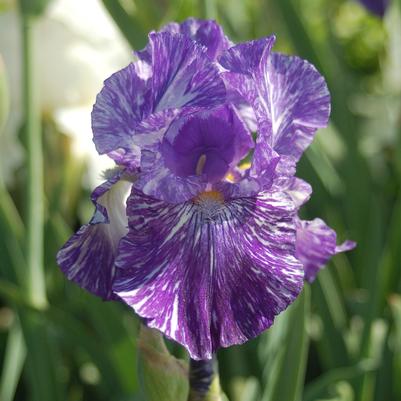 Iris germanica 'Batik'