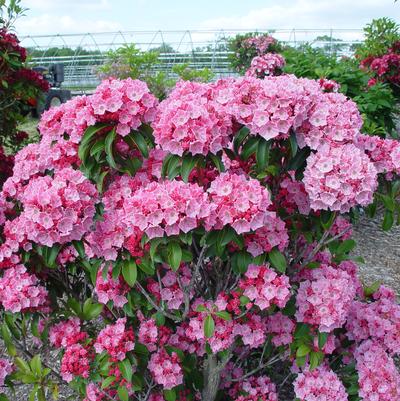 Kalmia latifolia Pink Globe