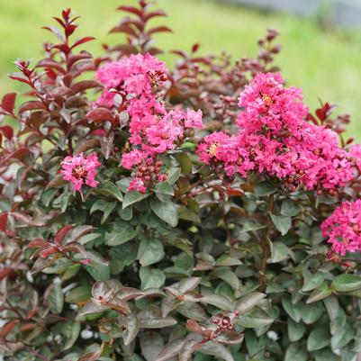 Lagerstroemia indica Rikki Tikki® Pink