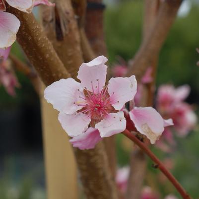 Prunus X Flavortop