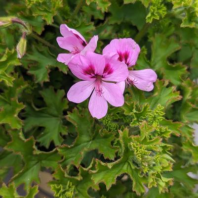 Pelargonium 'Lemona'