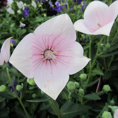 Platycodon grandiflorus 'Astra White'