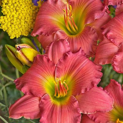 Hemerocallis Passionate Returns