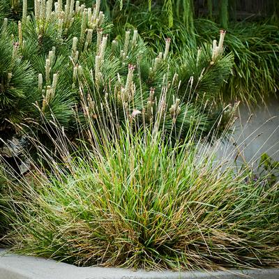 Sesleria 'Greenlee Hybrid'