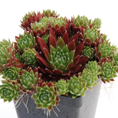 Sempervivum 'Jeanne D'Arc'