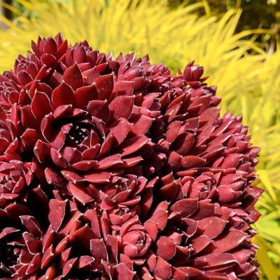 Sempervivum 'Coral Red'