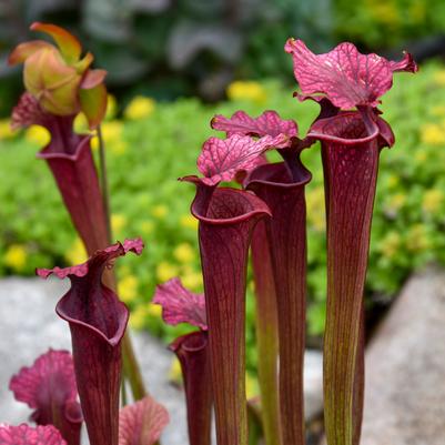 Sarracenia x moorei 'Conversation Piece'