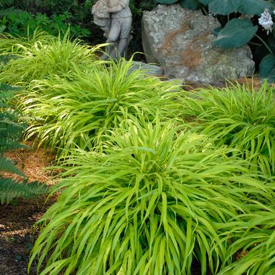 Hakonechloa macra 'All Gold'