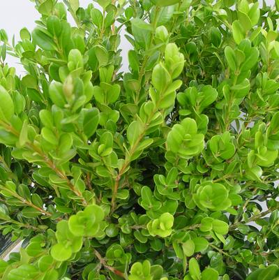 Buxus microphylla var. jap. 'Winter Gem'