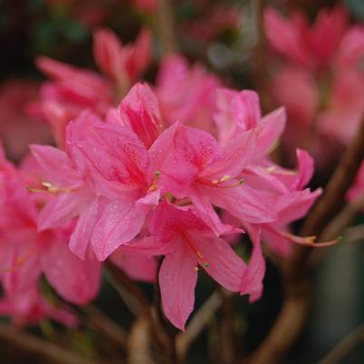 Azalea Northern Lights Rosy Lights