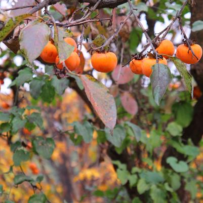 Diospyros virginiana 