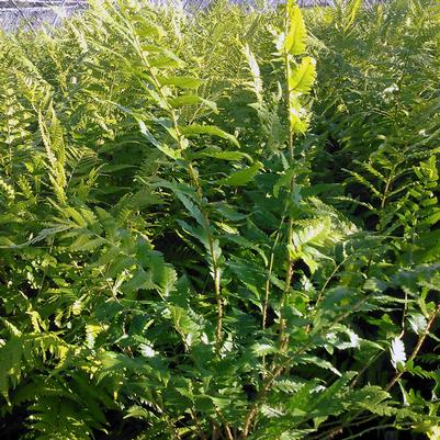 Dryopteris x australis - Dixie Wood