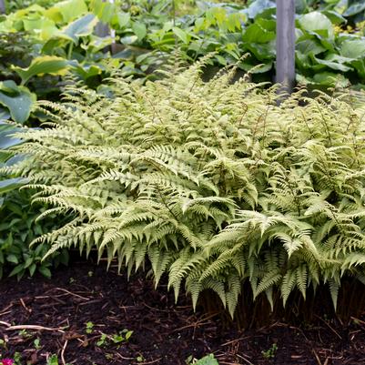 Athyrium nipponicum x 'Ghost'