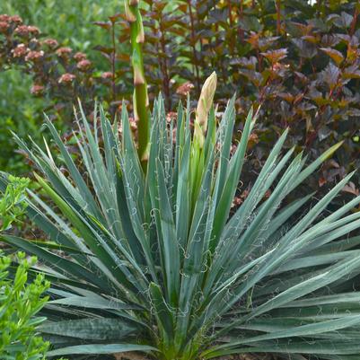 Yucca filamentosa Excalibur