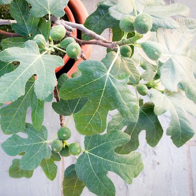 Ficus carica 'Fignominal'