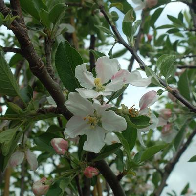 Malus X Red Delicious