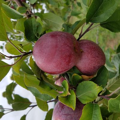 Malus X Macoun