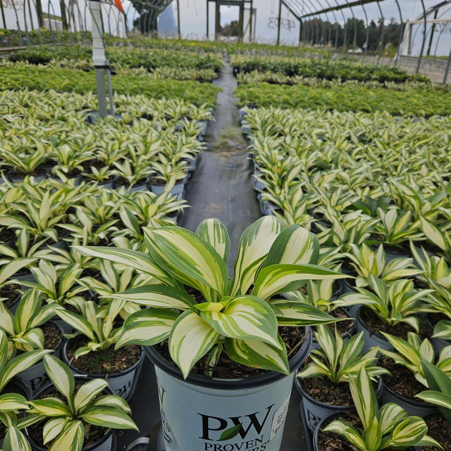 Hosta hybrid 'Miss America'