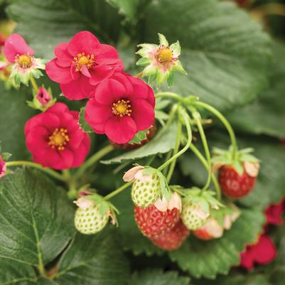 Fragaria ananassa Berried Treasure® Red