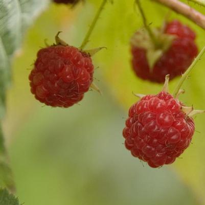 Rubus Caroline