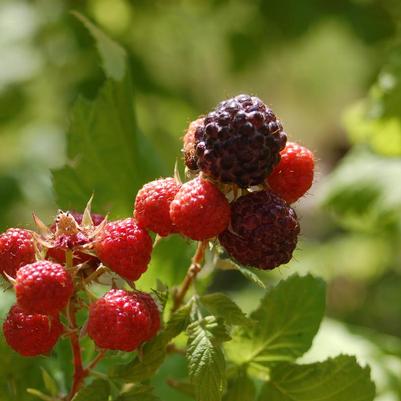 Rubus Jewel