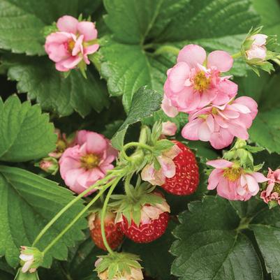 Fragaria ananassa Berried Treasure® Pink