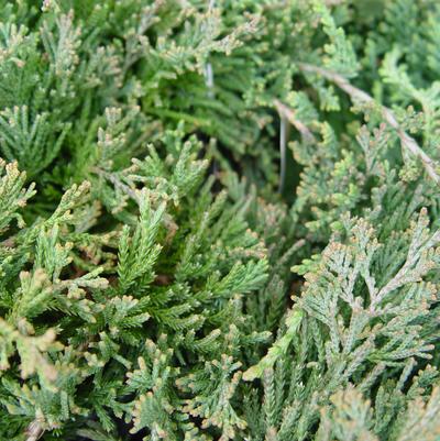 Juniperus horizontalis 'Wiltoni'