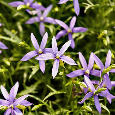 Isotoma fluviatilis 