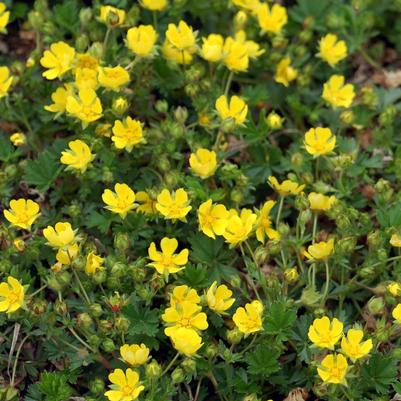 Potentilla verna Nana