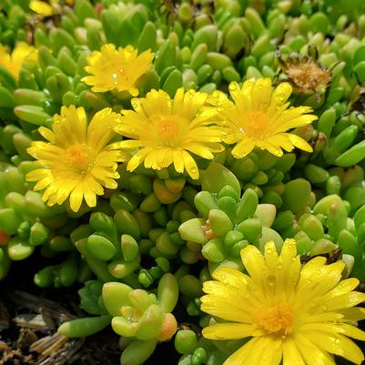 Delosperma nubigena 