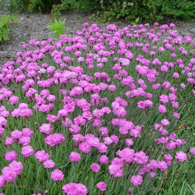 Dianthus gratian. Tiny Rubies