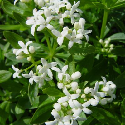 Galium odoratum 